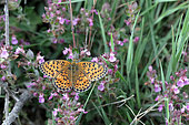 Twin Spot Fritillary (Brenthis hecate) on a flower, plaines des maures, Var, France