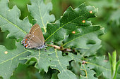 Ilex hairstreak (Satyrium ilicis) on oak's leaves, France