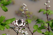 Marbled White (Melanargia galathea) on flowers, France