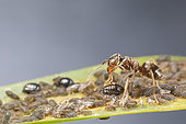 Black Garden Ant (lasius niger) milking aphids, Alsace, France