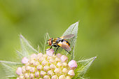 Small fly (Gymnosoma clavatum) on Scabieusa (Scabiosa sp), Alsace, France