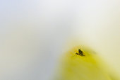 Little Fly (Platypalpus sp) in a flower, Alsace, France