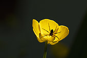 Running Crab Spider (philodromus sp) on yellow flower, Alsace, France