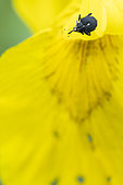 Iris Seed Weevil (Mononychus pseudacori) on flower of Paleyellow iris (Iris pseudacorus), Alsace, France