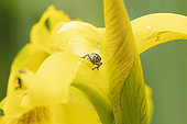 Iris Seed Weevil (Mononychus pseudacori) on flower of Paleyellow iris (Iris pseudacorus), Alsace, France