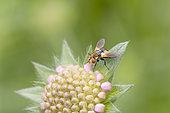 Small fly (Gymnosoma clavatum) on Scabieusa (Scabiosa sp), Alsace, France