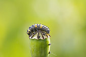 Larva of Sevenspotted lady beetle (Coccinella septempunctata ) on a poppy fruit (Papaver rhoeas), Alsace, France