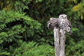Little owl (Athene noctua) pair on a post with the female holding a vole in her beak, Vendée, France