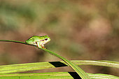 Tree frog (Hyla arborea) on a reed leaf, Cotentin Marshes Regional Park, Normandy, France