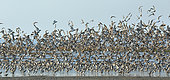 Flight of various waders, sandpipers and plovers, on a resting place at high tide, Atlantic coast, France