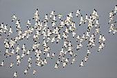 Pied avocet (Recurvirostra avosetta) group in flight during the pre-breeding passage, Noirmoutier Island, Vendée, France