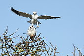 Black winged kite (Elanus caeruleus) mating on a hawthorn tree and male arriving in flight, Vendée, France