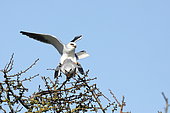 Black winged kite (Elanus caeruleus) mating on a hawthorn tree and male arriving in flight, Vendée, France