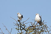 Black winged kite (Elanus caeruleus) pair on a hawthorn with a vole in the male's talons, Vendée, France