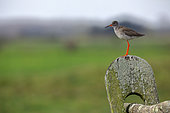 Redshank (Tringa totanus) on a fence, typical attitude in the Breton marshes of Vendée, France