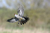 Cuckoo (Cuculus canorus) in flight, Breton marsh, Vendée, France