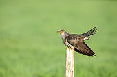Cuckoo (Cuculus canorus) displalying on a post, Mont Saint Michel Bay, France