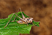 Dark Bush Cricket (Pholidoptera griseoaptera) male on a leaf, Ile d'Oléron, France