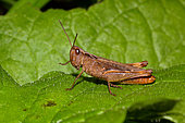 Heath grasshopper (Chorthippus vagans) on a leaf, Landes de Gascogne Regional Park, Landes, France