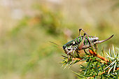 Ghiliani 's alpine bush cricket (Anonconotus ghiliani) on a juniper tree, Mont Ventoux Vaucluse, France