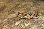 Jago's Cross-backed Grasshopper (Dociostaurus jagoi) on rock, Coussouls de Crau National Reserve, Bouches-du-Rhône, France