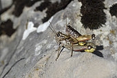 Ventoux Mountain Grasshopper (Podisma amedegnatoae) mating on a rock, endemic species of Mont Ventoux, Vaucluse, France