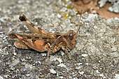 Grasshopper (Dociostaurus genei) on the ground, Mont Ventoux, Vaucluse, France