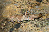 Blue-winged Grasshopper (Oedipoda caerulescens) on rock, Var coast, France