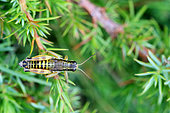 Ventoux Mountain Grasshopper (Podisma amedegnatoae)on a juniper tree, endemic to Mont Ventoux, Vaucluse, France