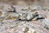 Red-winged grasshopper (Oedipoda germanica) on rock, Martigues, Bouches-du-Rhône, France