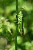 Tricolor locust (Paracinema tricolor) on a rush, Narbonnaise regional park, Gruissan, Aude, France