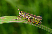 Large marsh grasshopper (Stethophyma grossum) on a reed leaf, Aiguillon Bay National Nature Reserve, Vendée, France