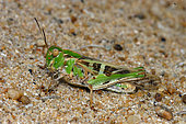 Band-winged Grasshopper (Oedaleus decorus) on a dune, Re island, Charente-Maritime, France