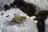 Ghiliani 's alpine bush cricket (Anonconotus ghiliani) on a rock, Mont Ventoux Vaucluse, France