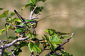 Bush Cricket (Eupholidoptera chabrieri) male on a shrub, Mont Ventoux Regional Park, Vaucluse, France