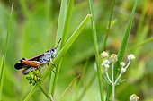 Large mountain grasshopper (Stauroderus scalaris) on the vegetation, Calern plateau, Alpes-Maritimes, Provence-Alpes Côte-d'Azur, France
