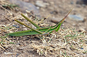 Snouted grasshopper (Acrida ungarica mediterranea) mimicry of an individual on the ground, Camargue, France