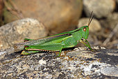 Tricolor locust (Paracinema tricolor) on a rock, France
