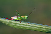 Long-winged Conehead (Conocephalus fuscus) on a leaf, Ille et Vilaine, Brittany, France