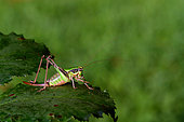Bush Cricket (Eupholidoptera chabrieri) female on a leaf, Parc Naturel Régional des Alpilles, Provence, France