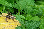 Dark Bush Cricket (Pholidoptera griseoaptera) on a leaf, Gulf of Morbihan, Brittany, France