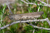 Egyptian locust (Anacridium aegyptium) on a shrub, Port-Cros Island, Var, France