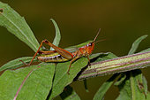 Meadow grasshopper (Chorthippus parallelus) on a leaf, Mayenne, France
