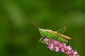 Long-winged Conehead (Conocephalus fuscus) on heather flowers, Lande de Lessay, Manche, Noramndie, France