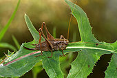 Bog bush cricket (Metrioptera brachyptera) on a leaf, Morbihan, Brittany, France