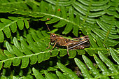Woodland grasshopper (Omocestus rufipes) on fern, Mont Saint-Michel Bay, Manche, Normandy, France
