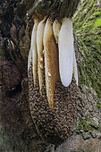 Bee honeycomb (Apis mellifera) attach to a tree, England