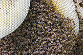 Bee honeycomb (Apis mellifera), England