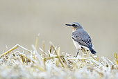 Wheatear (Oenanthe oenanthe) perched on a straw bale, England