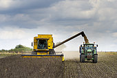 Combine harvester harvesting Field beans (Vicia faba), England